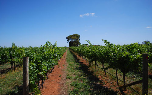 庫納瓦拉產(chǎn)區(qū)（Coonawarra）