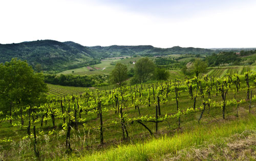 弗留利大區(qū)（Friuli Venezia Giulia）