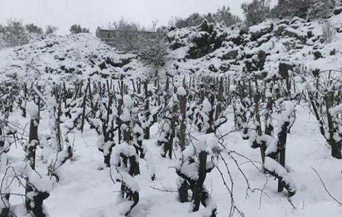 意大利西西里島產(chǎn)區(qū)葡萄園喜迎瑞雪