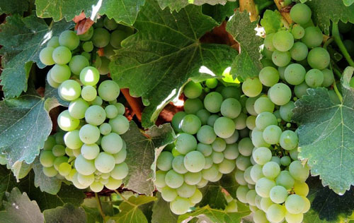長(zhǎng)相思（Sauvignon Blanc）