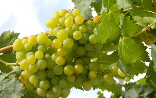 白詩(shī)南（Chenin Blanc）