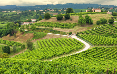  特雷維索產(chǎn)區(qū)（Prosecco di Treviso）