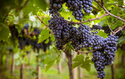 蒙特布查諾（Montepulciano）葡萄品種