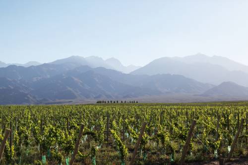 優(yōu)克谷產(chǎn)區(qū)（Uco Valley）