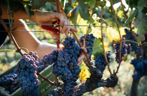 黑達(dá)沃拉（Nero d'Avola）